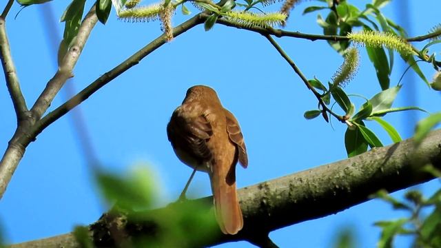 630. Slavík obecný, Common Nightingale, Nachtigall, Западный соловей, Słowik rdzawy смотреть онлайн