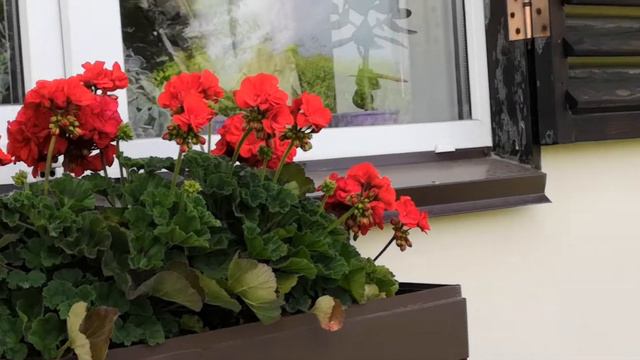 Герани все в цвету смотреть онлайн