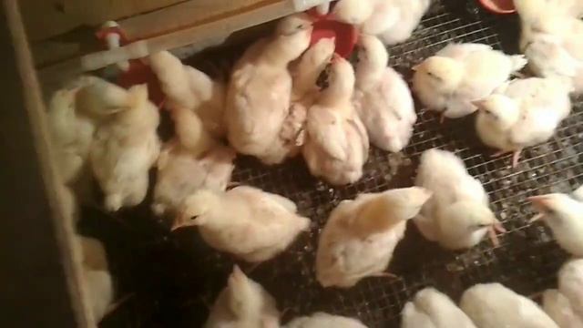 недельные цыплята бройлеры чихают и хрипят/"помощь" от блогера