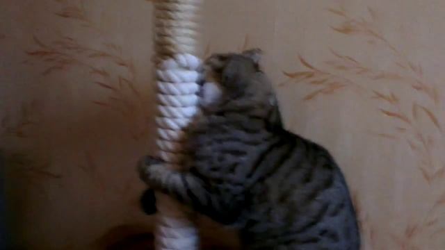 Валерьянка и кот смотреть онлайн