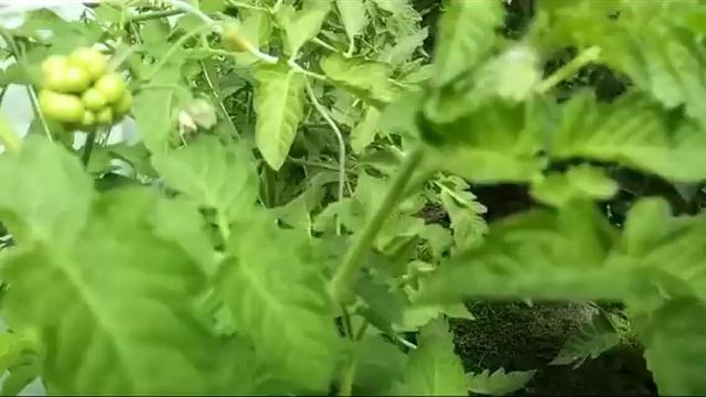 Самые красивые и экзотические сорта томатов коллекции 2019 года смотреть онлайн