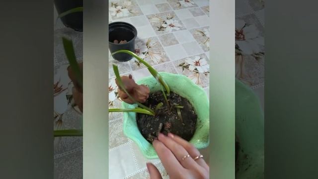 #Зефирантес розовый . Уход в домашних условиях #ВиленаЦветкова
