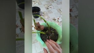#Зефирантес розовый . Уход в домашних условиях #ВиленаЦветкова