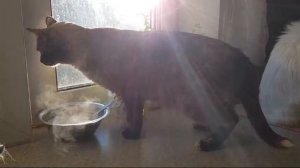 Леся и Сёма - Внезапное препятствие