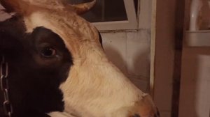 Вечерняя управа в хозяйстве/Дойка, кормление коровы и бройлеров!