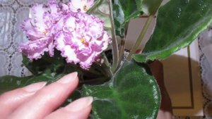 Новинка в моей коллекции-цветущая фиалочка ЛЕ-Кира.Описание и ее сортовые признаки.