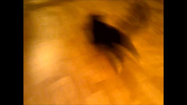 Играем с котенком в догонялки! Маленький хищник =) | Playing catch-up with kitty! Little predator = смотреть онлайн