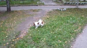 Vlog с Беллой № 1 "Прогулочка"