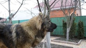 Каказская овчарка - голос