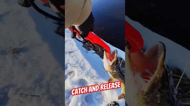 Fishing! #pike #pikefishing #fishing #streetfishing #рыбалка #щука #поймалотпусти #catchandrelease смотреть онлайн