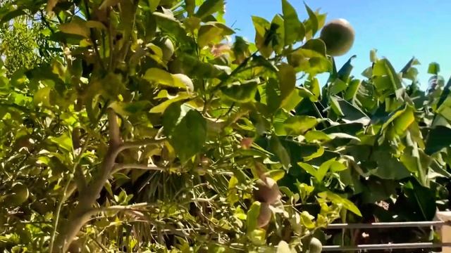 Турция. Муэдзин зовет к молитве ??????