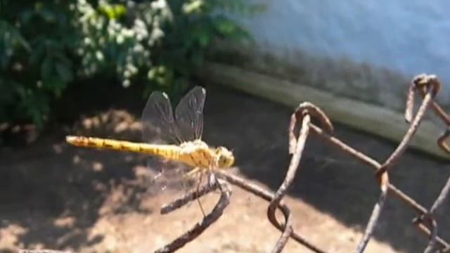 Как Близко Подпускает к Себе Стрекоза? смотреть онлайн