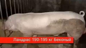 Содержание свиней в домашних условиях