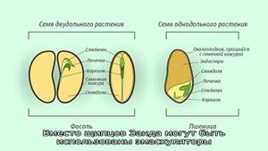 Как появилось выражение «сивый мерин»