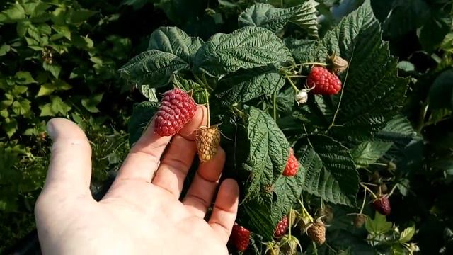 Шикарный сорт ремонтантной малины Атлант. смотреть онлайн