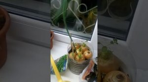 Обрезка лука на подоконнике.