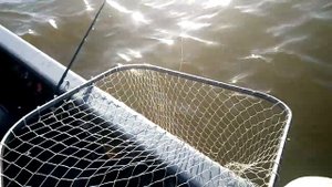 Рыбалка в Астрахани с. Житное  .Сазан 11 октября 2020