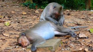 Monkey Jing Nearly Giving Birth.