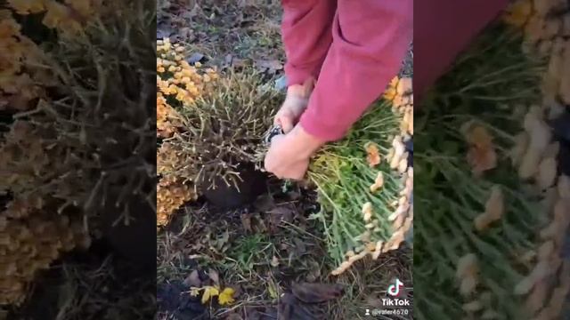 #хризантемамультифлора #хризантемы #шаровиднаяхризантема #черенки #комедия #политика #харьков #цвет смотреть онлайн