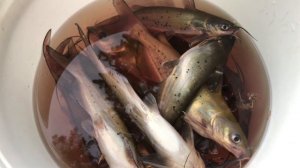 Канадский сомик. Сургут. ХМАО