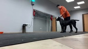 Стойка на выставку Кане-Корсо