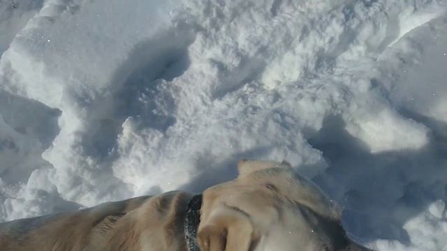 Лабрадор и снег // labrador retriever and snow