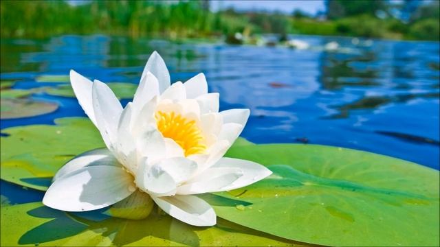 А.В.Клюев - Власть Мысли, Страх (Наблюдать, Молчать, Игнорировать) - Нисходящая Эволюционная Энерги смотреть онлайн