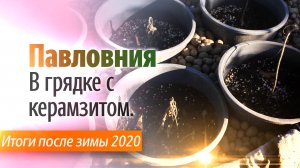 Павловния в углубленной грядке с керамзитом - итоги зимы 2020.