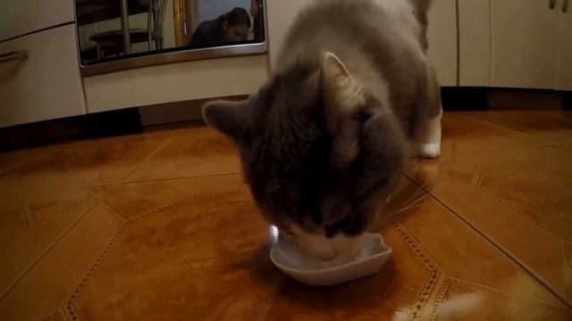 Будет ли кот есть детское питание? смотреть онлайн