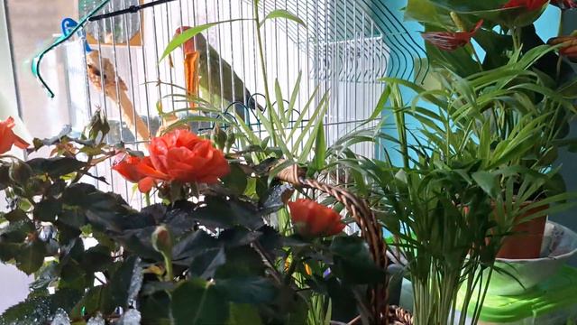 Творю- вытворяю, колдую - гадаю))) смотреть онлайн