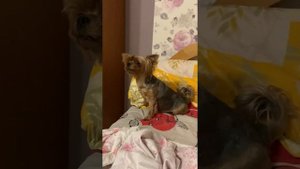Малечкин лай после удаления голосовых связок.