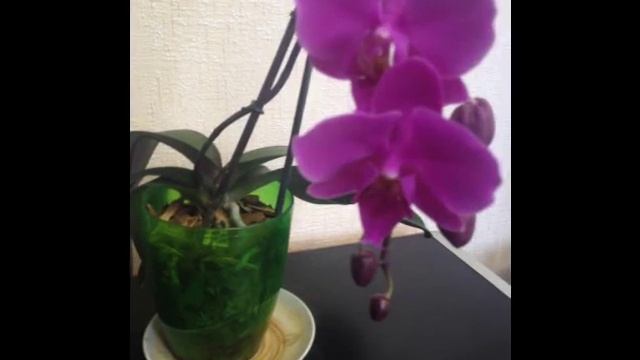 Мои Орхидеи. 5-я часть смотреть онлайн