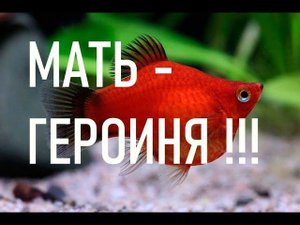 ПЕЦИЛИЯ БАЛЛОН родила.  Мальки ДИСКОВОЙ ПЕЦИЛИИ | PECILIA BALLON gave birth
