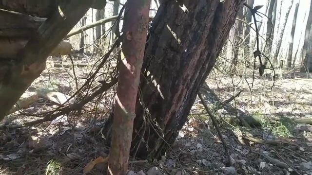 ПОХОД К МЕСТУ В СОСНОВОМ ЛЕСУ|ДЕЛАЮ НАВЕС|НОВОЕ МЕСТО смотреть онлайн