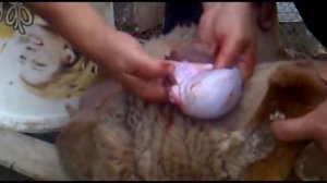 как кастрируют барана.flv