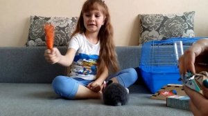 VLOG Идем в ЗООМАГАЗИН Покупаем игрушки для КРОЛИКА / РЕАКЦИЯ КРОЛИКА на игрушки и вкусняшки