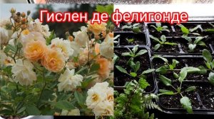 Посылка из Подворье. Розы из Русроза. Сортовые папоротники для сада. Кочедыжник.