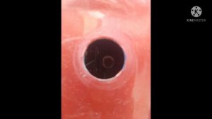 Ручка двери Nissan note