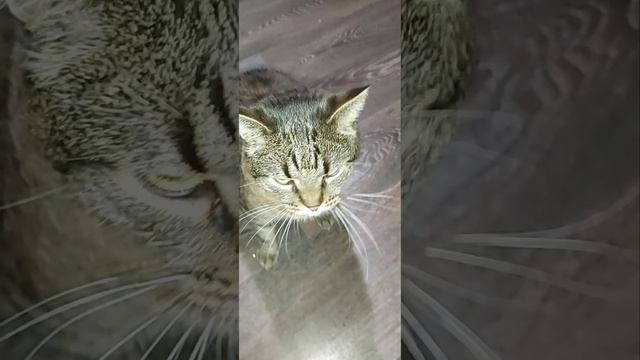 Петрушка смотреть онлайн