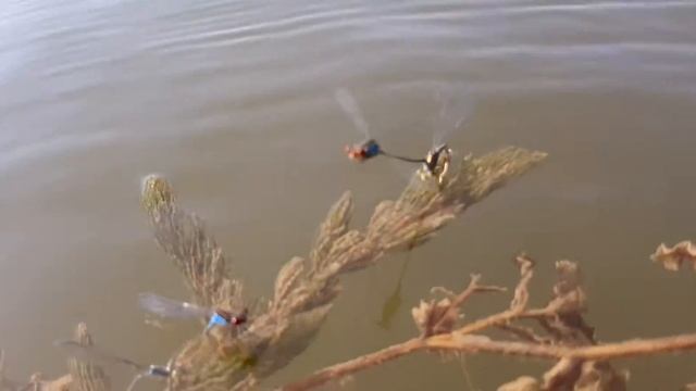 Наблюдение над спариванием синих стрекоз смотреть онлайн