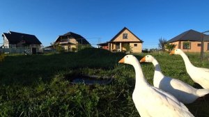 Сделали для гусей мини прудик. Дом на юге