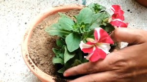 Winter Garden Shopping || Petunia