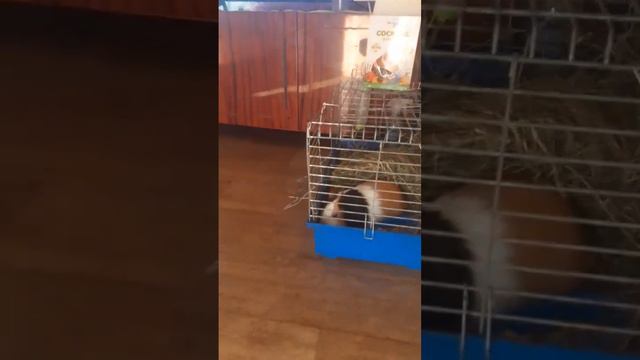 Как усыпить жену. смотреть онлайн