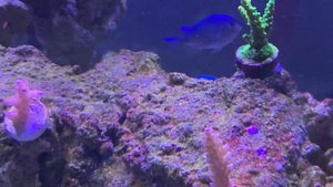 600 Gallon Hulk Reef Tank Progression Video!!!!!!!