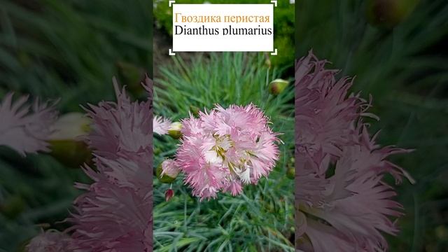 Гвоздика перистая (Dianthus plumarius).?