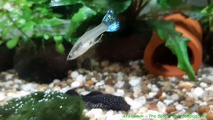 КРЕВЕТКИ АМАНО в общем аквариуме