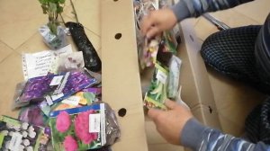 получил посылку с первоцветами и тюльпанами от Беккер 23.09.21г  с предварительным заказом от 04.07