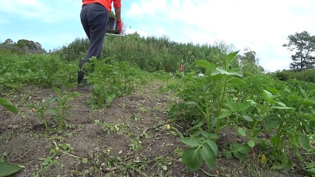 Запустили огород , трава растет быстрее чем посадки..