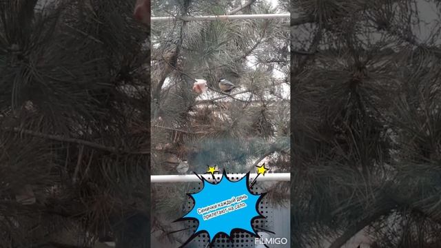#Shorts Синички каждый день прилетают. Синички едят сало. смотреть онлайн
