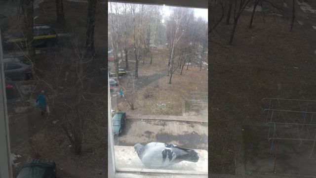 Городские птицы поздравляют в стихах со Всемирным днём театра шуточное озвучивание смотреть онлайн
